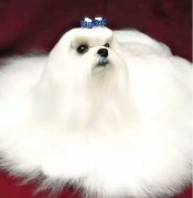 你不快樂嗎？那是因為你沒有養狗！