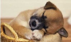 狗狗不吃東西怎么回事？