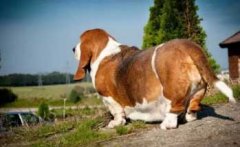 注意，這８種做法會減損狗狗的壽命！