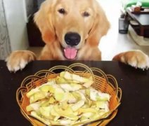 總被人問：“你為什么愛狗？”因為……