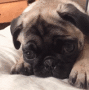 狗狗的一封道歉信，看完我哭了......