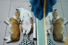 養柯基一定要同時養兩只！華興寵物食品