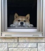 養(yǎng)一只狗是我做過(guò)最滿足的決定！