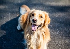 春季養(yǎng)狗，需要注意什么？ 華興寵物食品