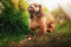 帶狗出門的五大注意事項，做個合格的養(yǎng)犬人