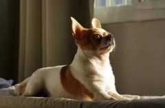 主人出門將狗狗留在家中，這些事項一定要牢記