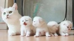 貓咪一生要經歷的六個階段，你家貓處于哪個時期？