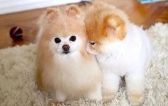 我想養狗，養什么狗，告別單身的狗