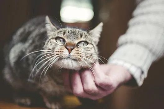 元旦丨新的一年,寵愛(ài)有加